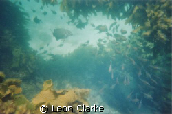 This is a picture taken free diving near the pinnacles in... by Leon Clarke 